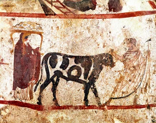 Un toro condotto all