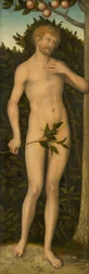 Adamo