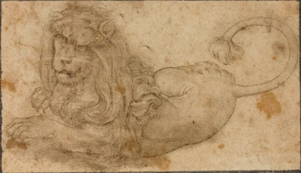 Studio di un leone
