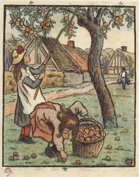 La raccolta delle mele