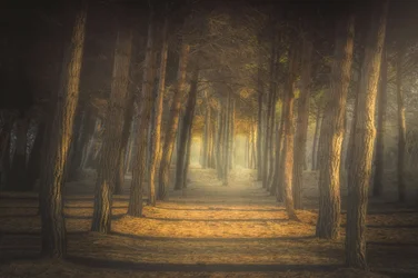 Sentiero della Foresta Dorata