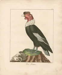 Condor delle Ande (incisione su rame colorata a mano)