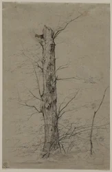 Albero