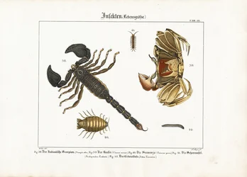 Artropodi: Scorpione, granchio e altri artropodi