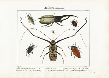 Specie di coleotteri a grandezza naturale
