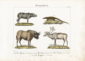 Mammiferi esotici: Pangolino, Gnu, Renna e Babirussa