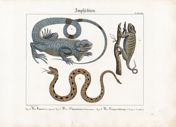 Iguana, camaleonte e serpente a sonagli