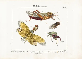 Vari insetti a grandezza naturale