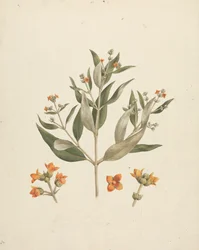 Avicennia marina (Forssk.) Vierh. (Mangrovia bianca): disegno finito di germoglio fiorito con dettagli dei fiori