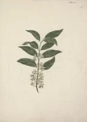 Catha edulis Forssk. (Khath): disegno finito