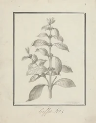 Coffea arabica L. (Caffè Arabica): disegno finito di germoglio foglioso e bacche
