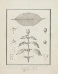 Coffea arabica L. (Caffè Arabica): disegno finito di un germoglio fogliare, con dettagli di fiori, foglia e frutti