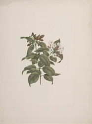 Jasminum dichotomum Vahl (gelsomino africano): disegno finito