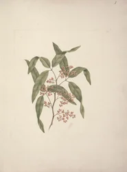 Rhus ? retinorrhoea Oliver: disegno finito