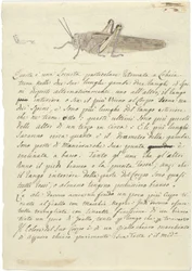 Studio di una locusta, da Miscellaneous Sketches in Wrapper
