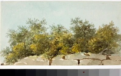 Ulivi, Liguria