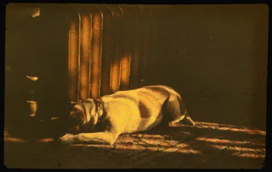 Fotografia a colori di cane che dorme alla luce del sole con Autochrome Lumière e una fotocamera 35mm