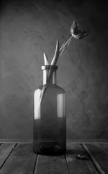 Fiore di tulipano monocromatico