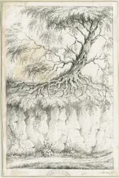 Albero di Dudley