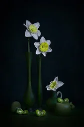 Narcisi, natura morta verde