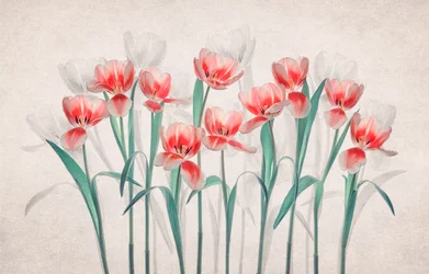 Tulipani rosa eterei