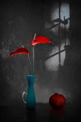 Anthurium rosse in vaso blu