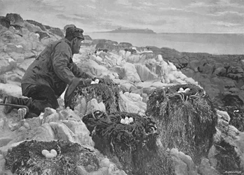 Nidi di Cormorani, Isole Farne, c1896