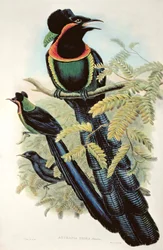 Astrapia Arfak, Astrapia Nigra - Uccello del Paradiso