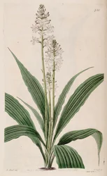 Illustrazione di Calanthe triplicata (come sin. Calanthe veratrifolia) (pianta)