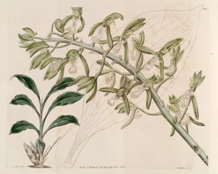 Illustrazione di Catasetum cristatum