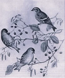 Lucherini, Nature in Britain pubblicato da Collins, 1946