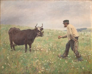 Una mucca sciolta