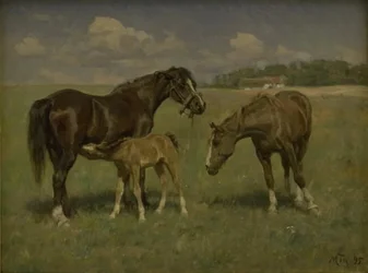 Tre cavalli in un campo