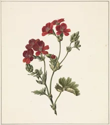 Fiore rosso