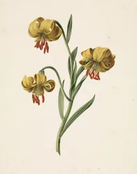 Ramo con tre gigli gialli