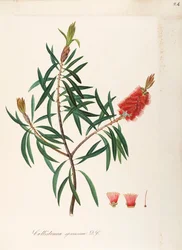 Albany Bottlebrush (Callistemon speciosum DC), Myrtaceae, arbusto con foglie persistenti, nativo dell