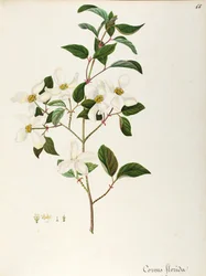 Corniolo in fiore (Cornus florida), Cornaceae, piccolo albero o arbusto originario del Nord America