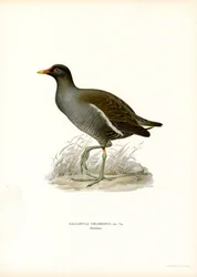 Gallinella d