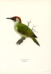 Picchio verde