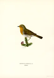 Pettirosso