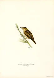 Cannaiola acquatica