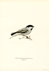 Cinciallegra dal cappuccio nero