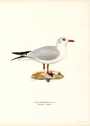 Gabbiano comune