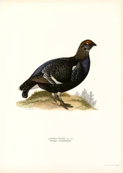 Gallo forcello