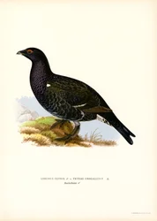 Gallo forcello, gallo cedrone occidentale