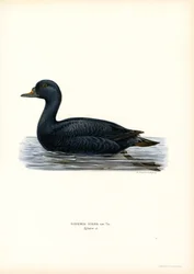 Orchetto marino