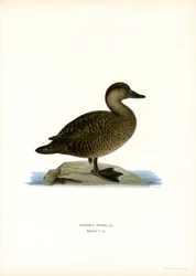 Orchetto marino
