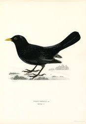 Merlo