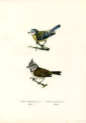 Cinciarella
