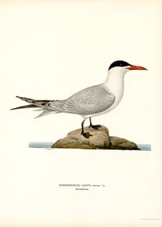 Sterna caspia